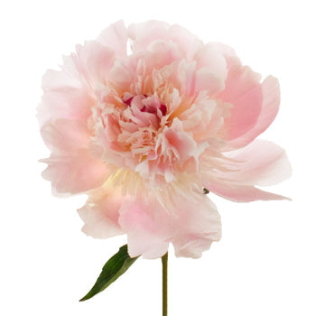Blush Pink Alertie Peony Stem
