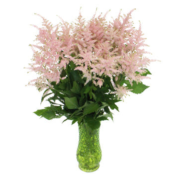 Blush Pink Astilbe Flowers May to October