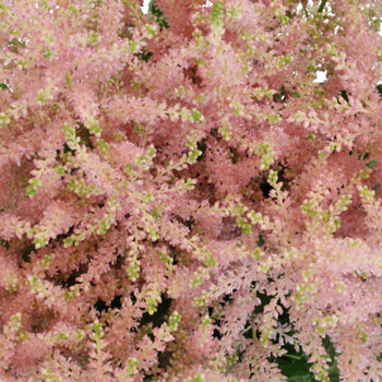 Blush Pink Astilbe Flowers May to October