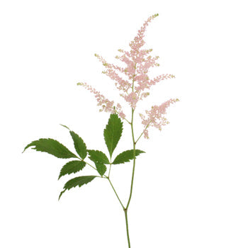 Blush Pink Astilbe Flowers May to October