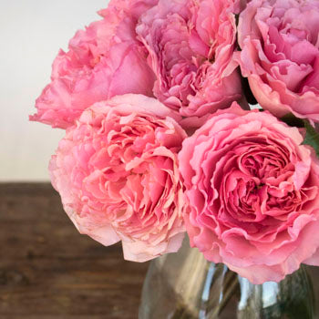 Blush Pink Garden Rose Bunch Close Up