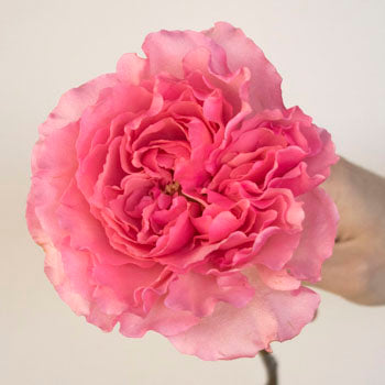 Blush Pink Garden Rose Stem