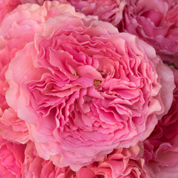 Blush Pink Garden Roses up close