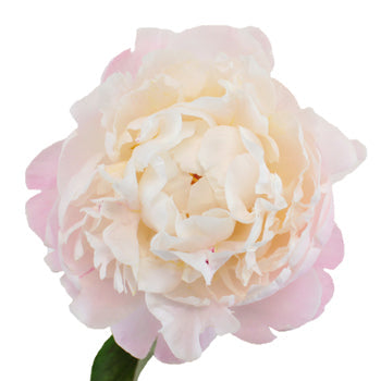 Blush Pink Gardenia Peony Bloom View
