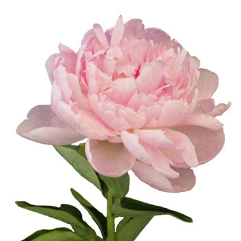 Blush Pink Gardenia Peony Side Stem View