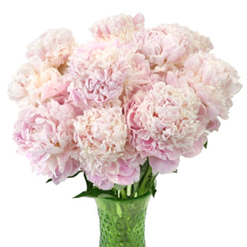 Blush Pink Gardenia Peony in a vase