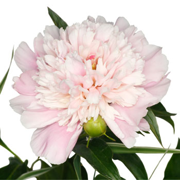 Blush Pink Peony Stem