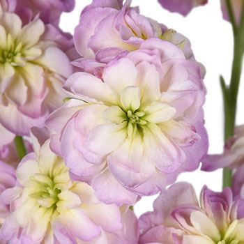 Blush Spray Stock Wholesale Flower Upclose