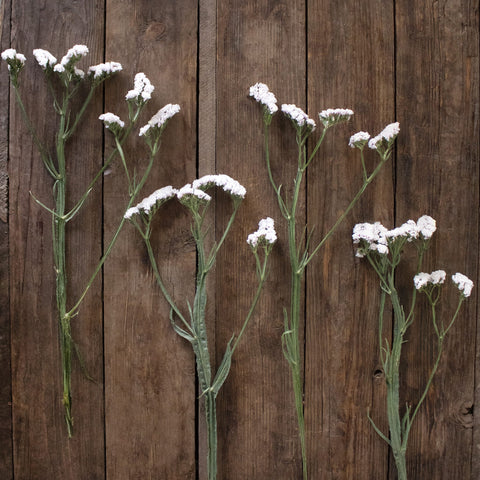Blush Statice Flowers FlatLay
