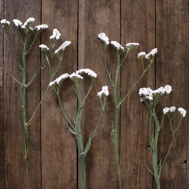 Blush Statice Flowers FlatLay