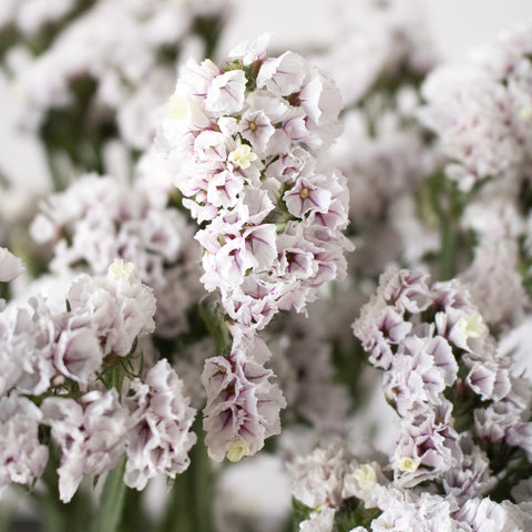 Blush Statice Flower Up Close