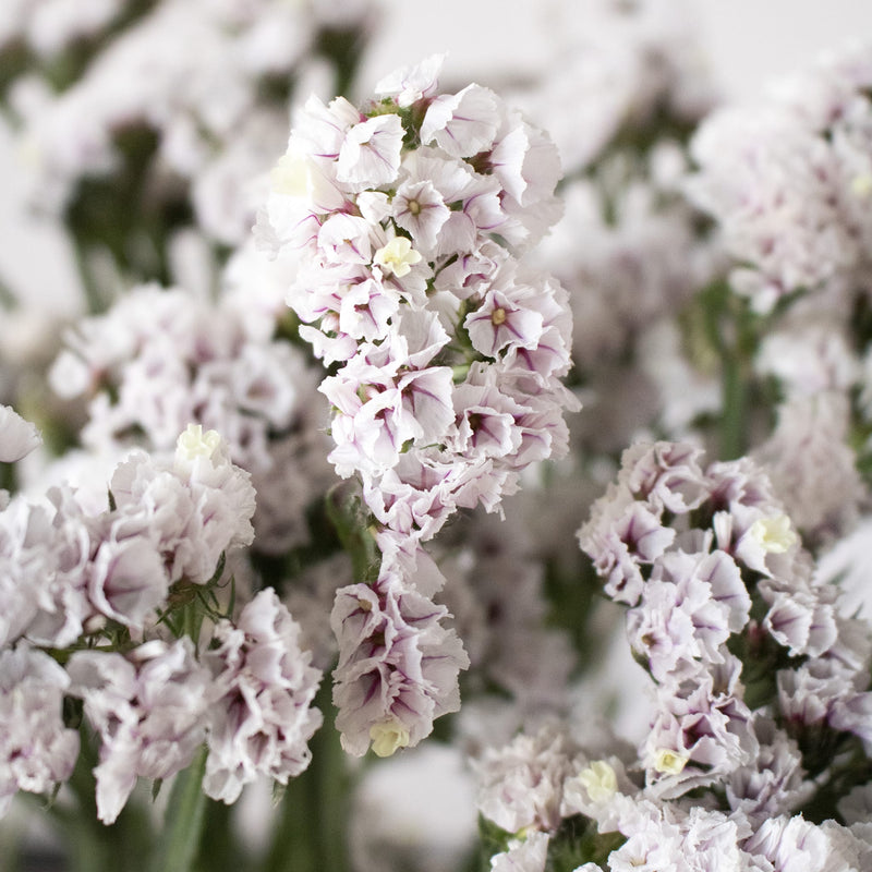 Blush Statice Flower Up Close