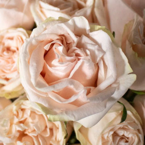 Light pink rose bouquet DIY wedding flowers