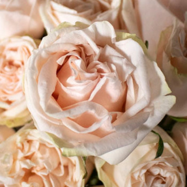 Light pink rose bouquet DIY wedding flowers