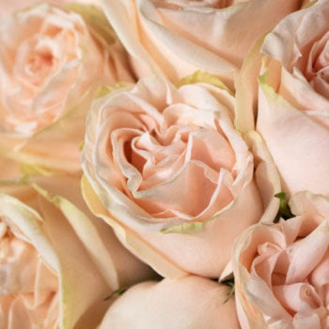 Light pink bouquet bulk flowers
