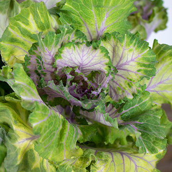 Ruffled Rose Kale Flower
