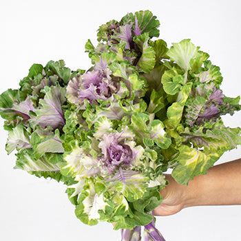Ruffled Rose Kale Flower