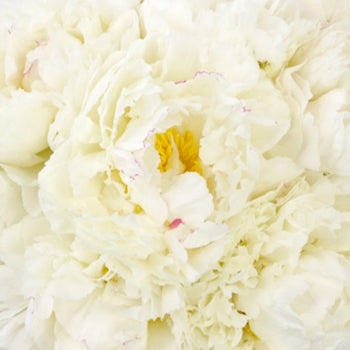 Bowl of Cream Peonies for April Delivery