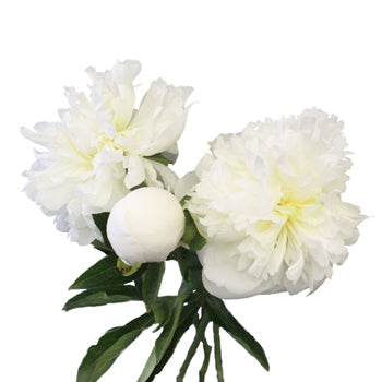 Bowl of Cream Wholesale Peony Bunch