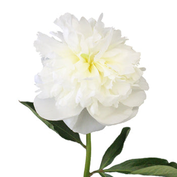 Bowl of Cream Peonies for June Delivery