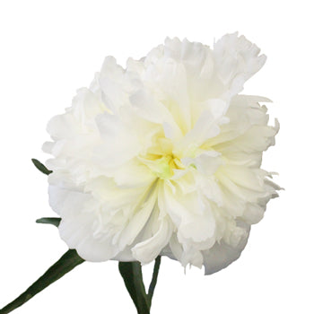 Bowl of Cream Peony Stem