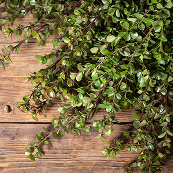 Boxwood bulk wedding greenery