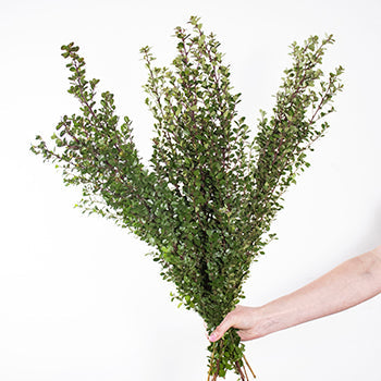Boxwood wholesale wedding greens