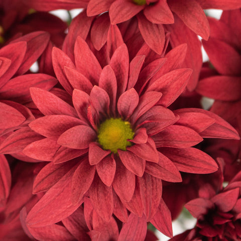 Brahma Red Daisy Flower Up Close