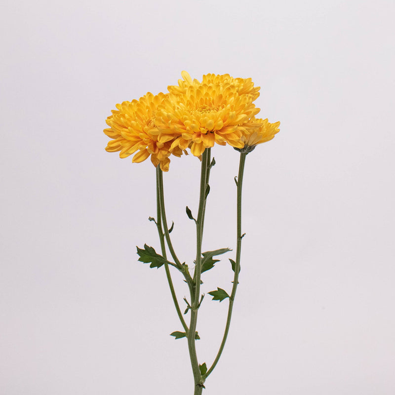 Brassy Yellow Cushion Pom Flower Single Stem