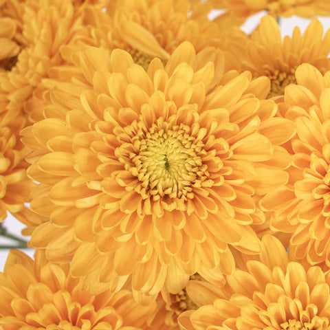 Brassy Yellow Cushion Pom Flower Up Close
