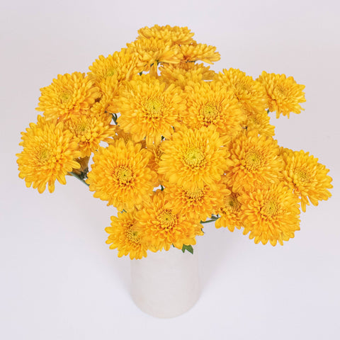 Brassy Yellow Cushion Pom Flower Bunch in Vase