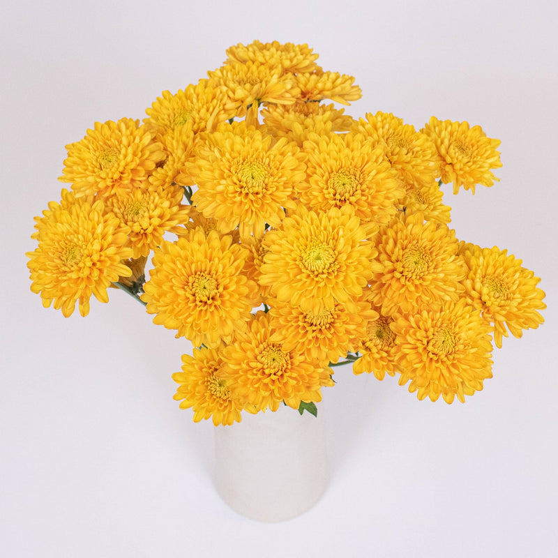 Brassy Yellow Cushion Pom Flower Bunch in Vase