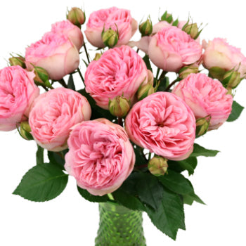 Bridal Pink Peony Wholesale Roses In a vase