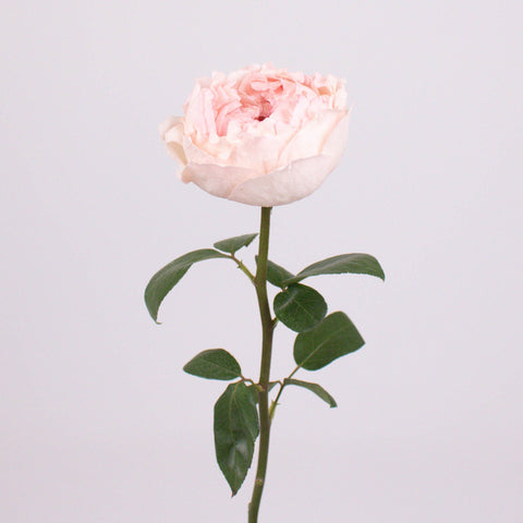 Bridal Tiara Pink Garden Roses Stem