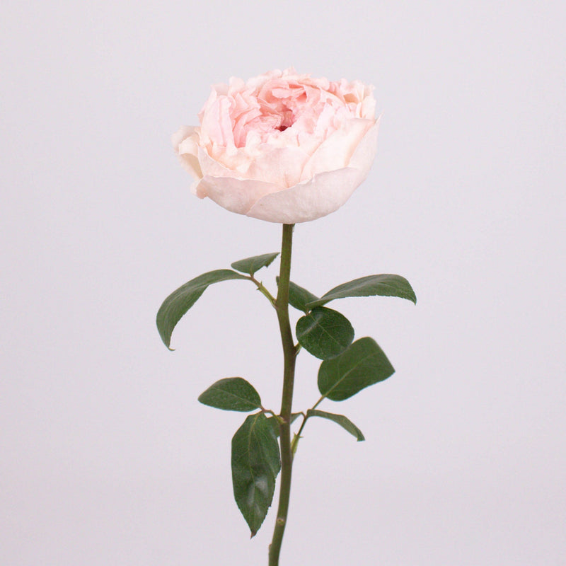 Bridal Tiara Pink Garden Roses Stem