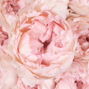 Light Pink Flowers
