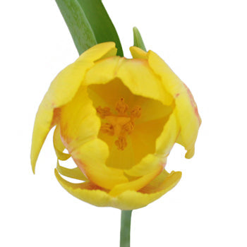 Brigatta Yellow Tulips Wholesale Flower Side Stem