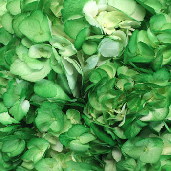 Bright Green Airbrushed Hydrangea Wholesale Flower Up close