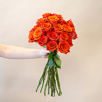 Fire Orange Santana Rose