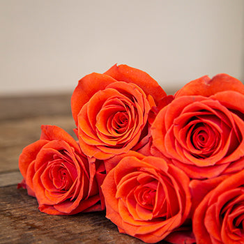 Fire Orange Santana Rose