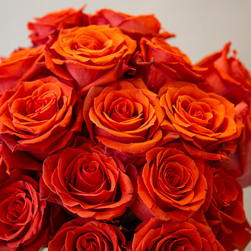 Roses By Color