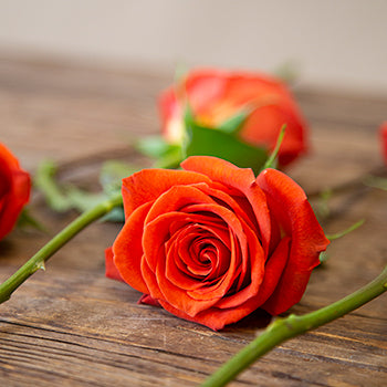 Fire Orange Santana Rose
