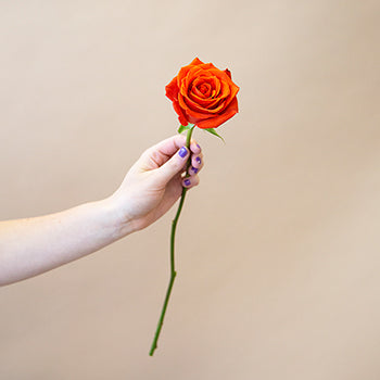 Fire Orange Santana Rose