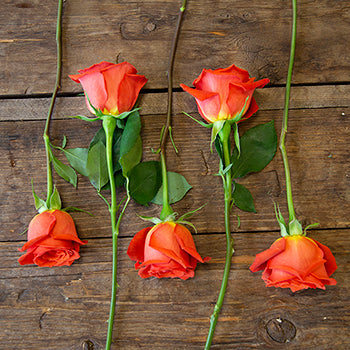 Fire Orange Santana Rose