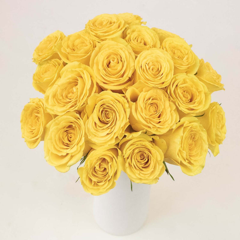 Yellow Rosesu;[