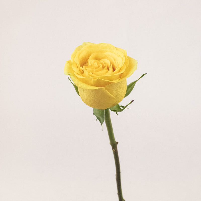 Brighton Yellow Rose Stem