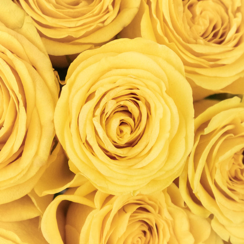 Brighton Yellow Roses Up Close