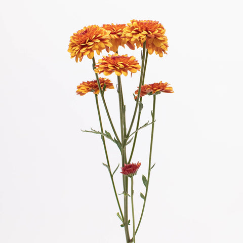Bronze Button Pom Flower Single Stem