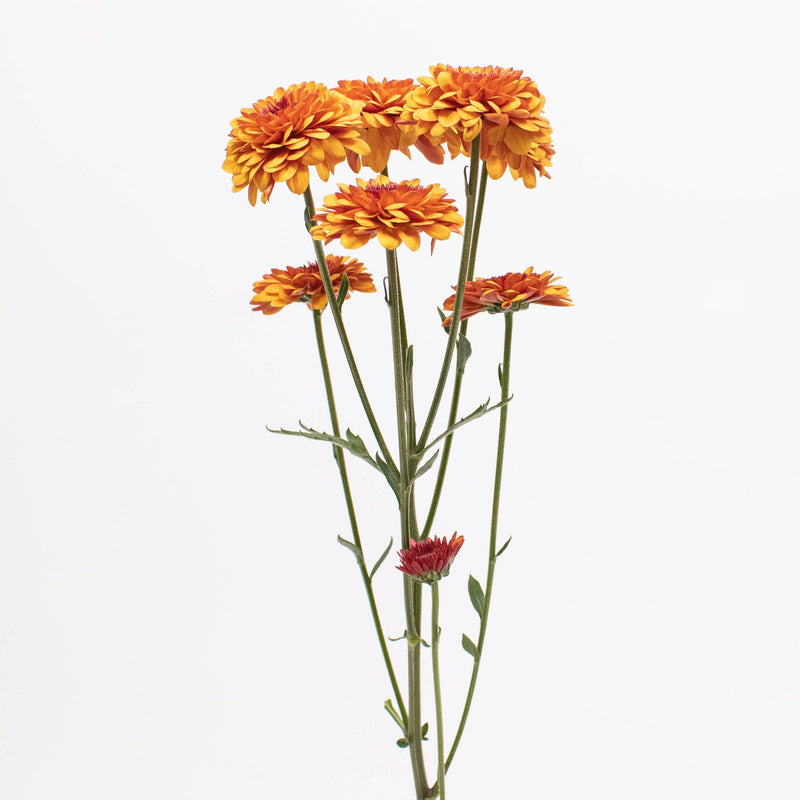 Bronze Button Pom Flower Single Stem