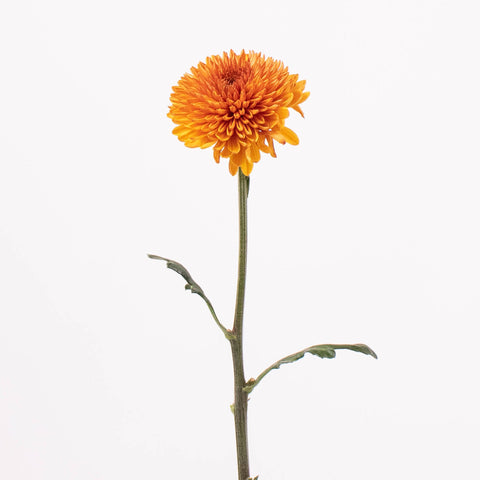 Bronze Disbud Stem